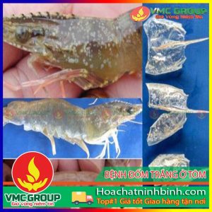 BỆNH ĐỐM TRẮNG Ở TÔM