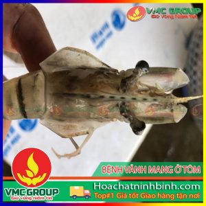 BỆNH VẢNH MANG Ở TÔM