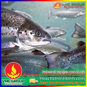 CÁC BỆNH THƯỜNG GẶP Ở CÁ HỒI