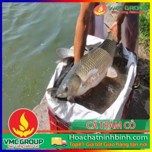 PHÒNG TRỊ BỆNH CÁ TRẮM CỎ