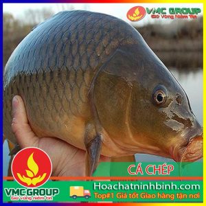 PHÒNG TRỊ BỆNH CHO CÁ CHÉP