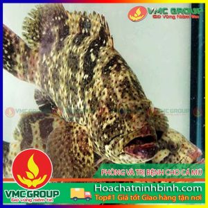 PHÒNG VÀ TRỊ BỆNH CHO CÁ MÚ
