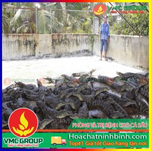 PHÒNG VÀ TRỊ BỆNH CHO CÁ SẤU