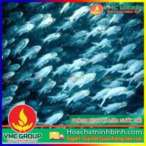 phong-benh-ca-nuoi-ao-mua-nuoc-noi